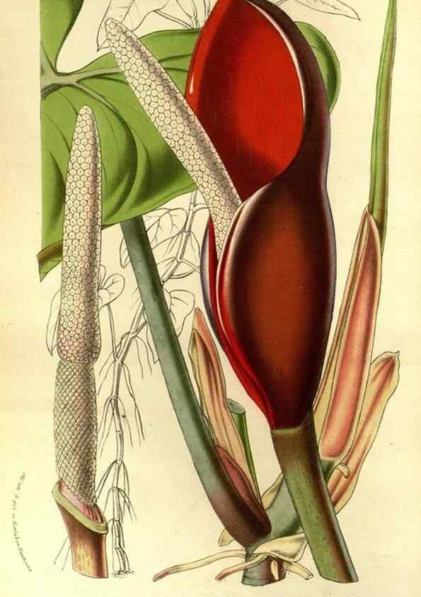 Reproducción/Reproduction 49587185518: Flore des serres et des jardins de l'Europe. A Gand :chez Louis van Houtte, eÌditeur,1845-1880.. 