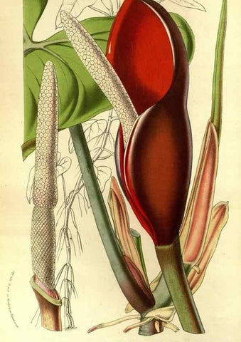 Reproducción/Reproduction 49587185518: Flore des serres et des jardins de l'Europe. A Gand :chez Louis van Houtte, eÌditeur,1845-1880.. 
