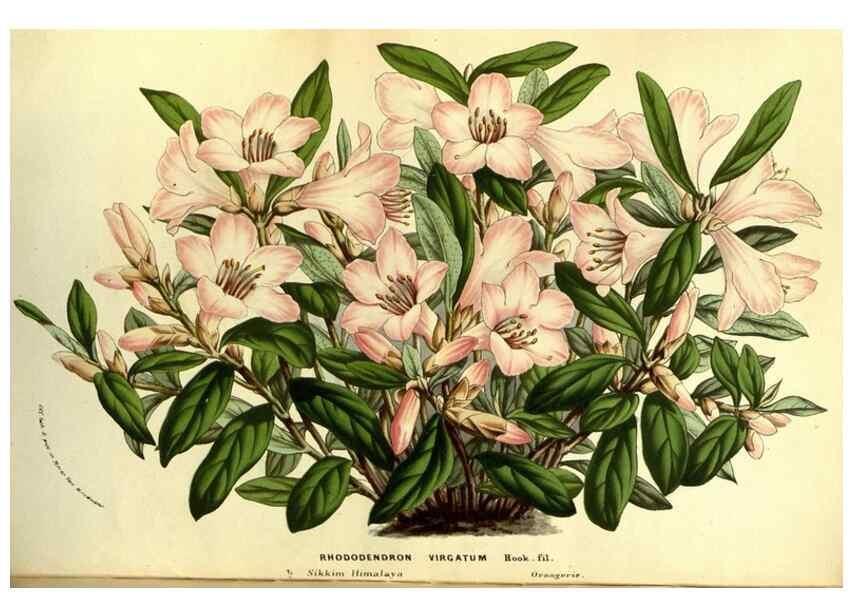 Reproducción/Reproduction 49587680776: Flore des serres et des jardins de l'Europe. A Gand :chez Louis van Houtte, eÌditeur,1845-1880.. 