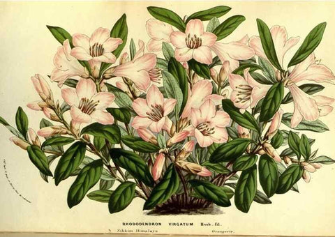 Reproducción/Reproduction 49587680776: Flore des serres et des jardins de l'Europe. A Gand :chez Louis van Houtte, eÌditeur,1845-1880.. 