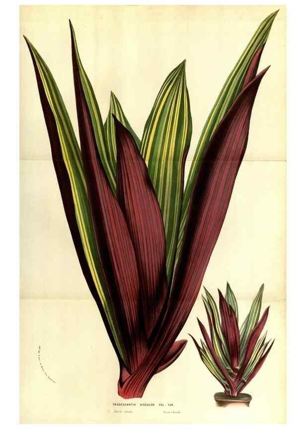 Reproducción/Reproduction 49583716008: Flore des serres et des jardins de l'Europe. A Gand :chez Louis van Houtte, eÌditeur,1845-1880.. 