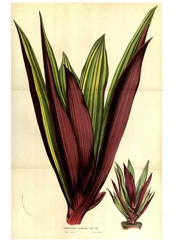 Reproducción/Reproduction 49583716008: Flore des serres et des jardins de l'Europe. A Gand :chez Louis van Houtte, eÌditeur,1845-1880.. 