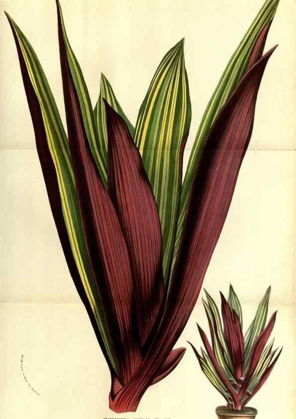 Reproducción/Reproduction 49583716008: Flore des serres et des jardins de l'Europe. A Gand :chez Louis van Houtte, eÌditeur,1845-1880.. 