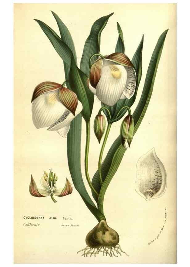 Reproducción/Reproduction 49584214026: Flore des serres et des jardins de l'Europe. A Gand :chez Louis van Houtte, eÌditeur,1845-1880.. 