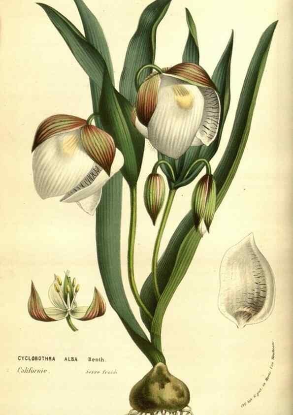 Reproducción/Reproduction 49584214026: Flore des serres et des jardins de l'Europe. A Gand :chez Louis van Houtte, eÌditeur,1845-1880.. 