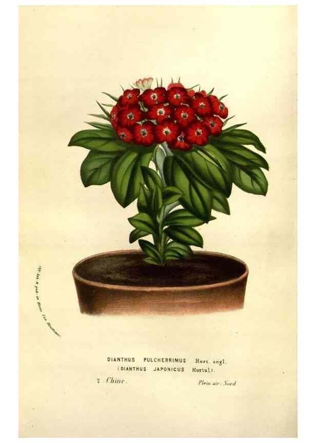 Reproducción/Reproduction 49584214321: Flore des serres et des jardins de l'Europe. A Gand :chez Louis van Houtte, eÌditeur,1845-1880.. 
