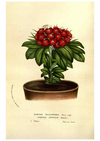 Reproducción/Reproduction 49584214321: Flore des serres et des jardins de l'Europe. A Gand :chez Louis van Houtte, eÌditeur,1845-1880.. 