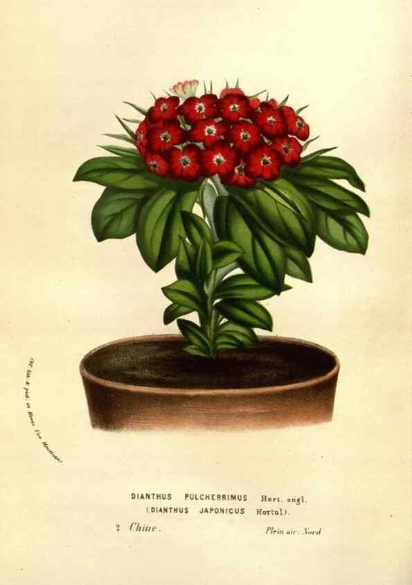 Reproducción/Reproduction 49584214321: Flore des serres et des jardins de l'Europe. A Gand :chez Louis van Houtte, eÌditeur,1845-1880.. 