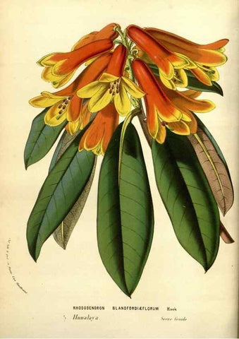 Reproducción/Reproduction 49584448737: Flore des serres et des jardins de l'Europe. A Gand :chez Louis van Houtte, eÌditeur,1845-1880.. 