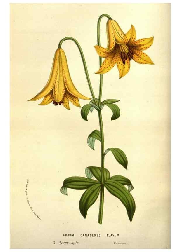 Reproducción/Reproduction 49583717183: Flore des serres et des jardins de l'Europe. A Gand :chez Louis van Houtte, eÌditeur,1845-1880.. 