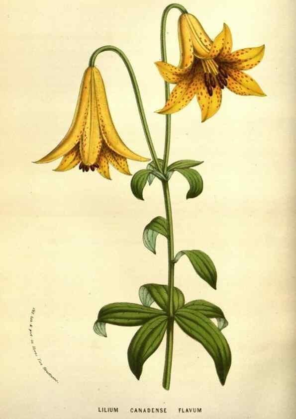 Reproducción/Reproduction 49583717183: Flore des serres et des jardins de l'Europe. A Gand :chez Louis van Houtte, eÌditeur,1845-1880.. 