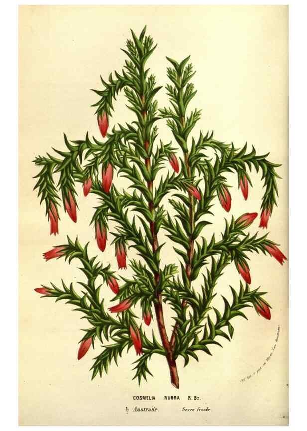 Reproducción/Reproduction 49584215176: Flore des serres et des jardins de l'Europe. A Gand :chez Louis van Houtte, eÌditeur,1845-1880.. 