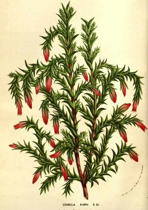 Reproducción/Reproduction 49584215176: Flore des serres et des jardins de l'Europe. A Gand :chez Louis van Houtte, eÌditeur,1845-1880.. 
