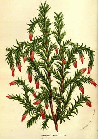 Reproducción/Reproduction 49584215176: Flore des serres et des jardins de l'Europe. A Gand :chez Louis van Houtte, eÌditeur,1845-1880.. 