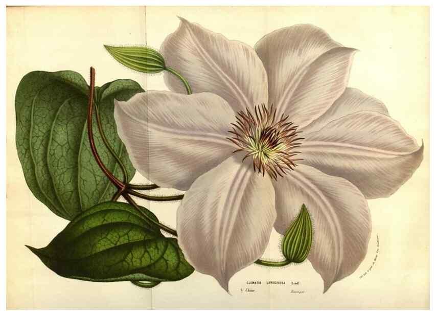 Reproducción/Reproduction 49584449482: Flore des serres et des jardins de l'Europe. A Gand :chez Louis van Houtte, eÌditeur,1845-1880.. 