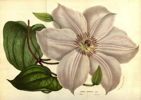Reproducción/Reproduction 49584449482: Flore des serres et des jardins de l'Europe. A Gand :chez Louis van Houtte, eÌditeur,1845-1880.. 