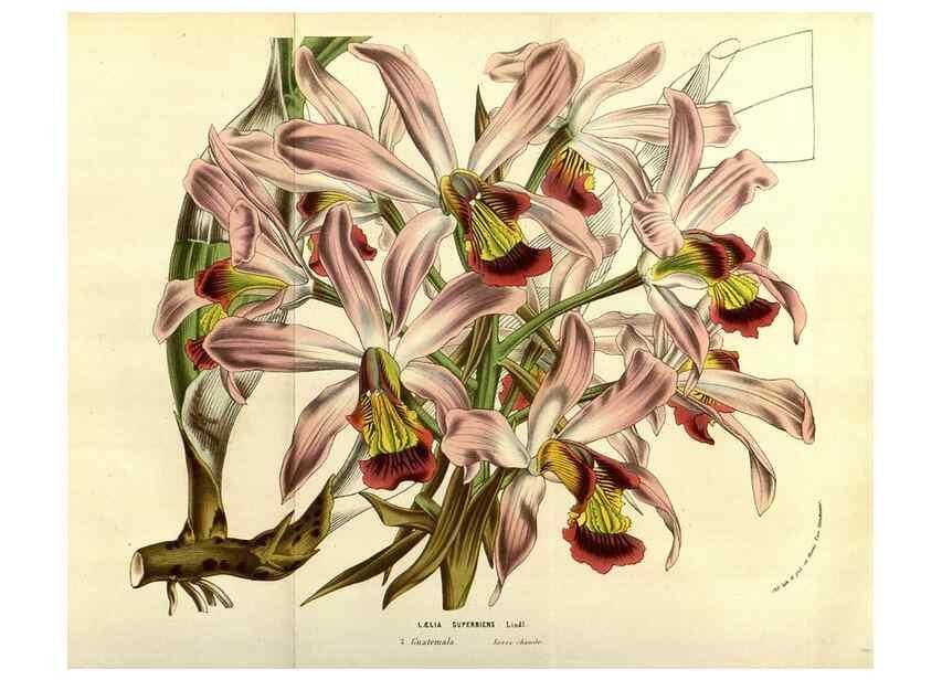 Reproducción/Reproduction 49584449752: Flore des serres et des jardins de l'Europe. A Gand :chez Louis van Houtte, eÌditeur,1845-1880.. 