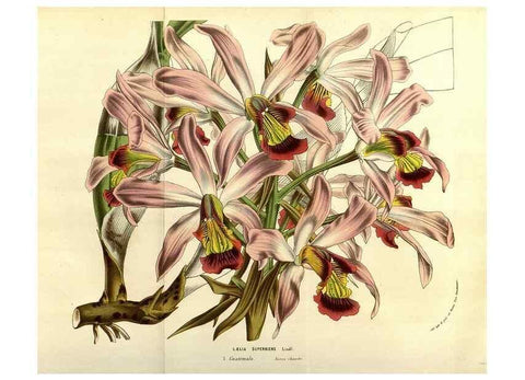 Reproducción/Reproduction 49584449752: Flore des serres et des jardins de l'Europe. A Gand :chez Louis van Houtte, eÌditeur,1845-1880.. 