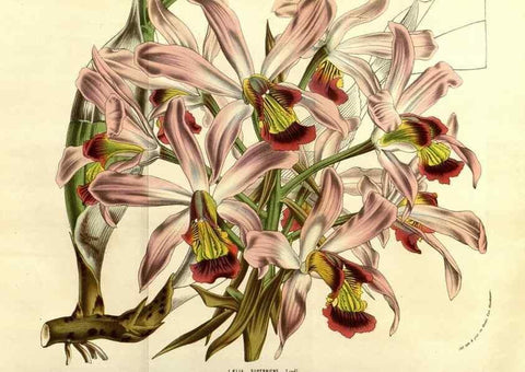 Reproducción/Reproduction 49584449752: Flore des serres et des jardins de l'Europe. A Gand :chez Louis van Houtte, eÌditeur,1845-1880.. 