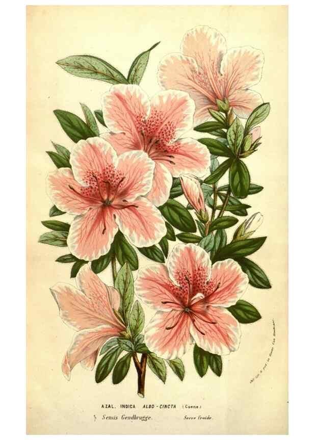 Reproducción/Reproduction 49583718358: Flore des serres et des jardins de l'Europe. A Gand :chez Louis van Houtte, eÌditeur,1845-1880.. 
