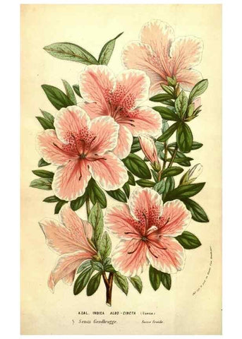 Reproducción/Reproduction 49583718358: Flore des serres et des jardins de l'Europe. A Gand :chez Louis van Houtte, eÌditeur,1845-1880.. 