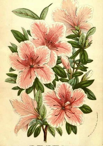 Reproducción/Reproduction 49583718358: Flore des serres et des jardins de l'Europe. A Gand :chez Louis van Houtte, eÌditeur,1845-1880.. 