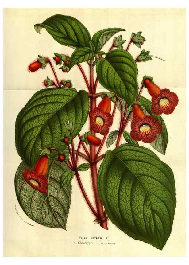 Reproducción/Reproduction 49584216271: Flore des serres et des jardins de l'Europe. A Gand :chez Louis van Houtte, eÌditeur,1845-1880.. 