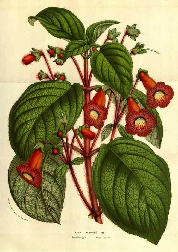 Reproducción/Reproduction 49584216271: Flore des serres et des jardins de l'Europe. A Gand :chez Louis van Houtte, eÌditeur,1845-1880.. 