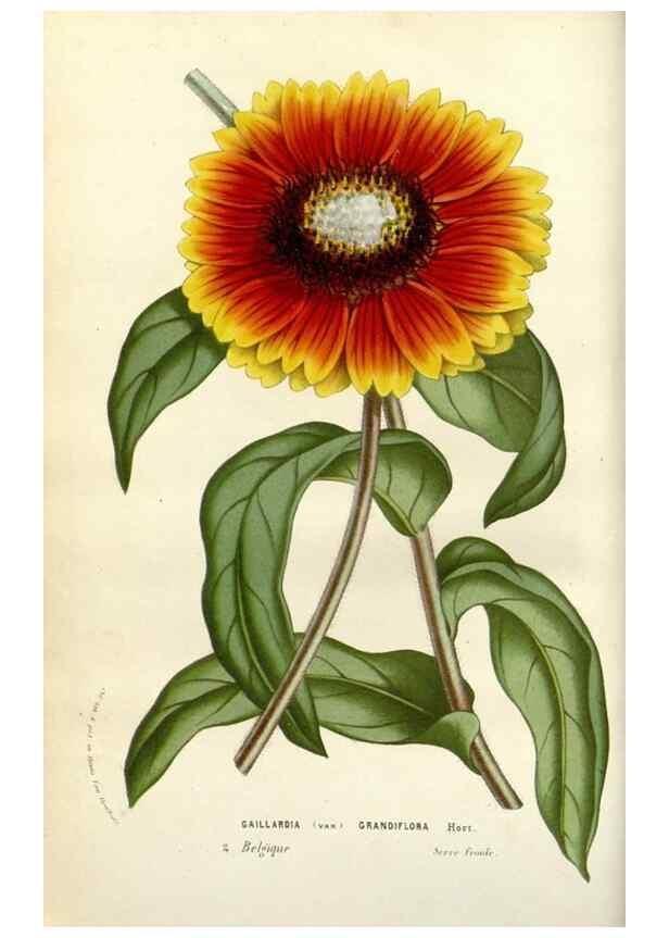 Reproducción/Reproduction 49584081913: Flore des serres et des jardins de l'Europe. A Gand :chez Louis van Houtte, eÌditeur,1845-1880.. 