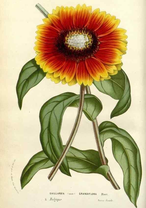 Reproducción/Reproduction 49584081913: Flore des serres et des jardins de l'Europe. A Gand :chez Louis van Houtte, eÌditeur,1845-1880.. 