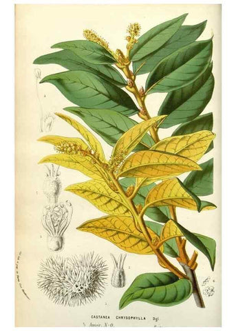 Reproducción/Reproduction 49584811737: Flore des serres et des jardins de l'Europe. A Gand :chez Louis van Houtte, eÌditeur,1845-1880.. 