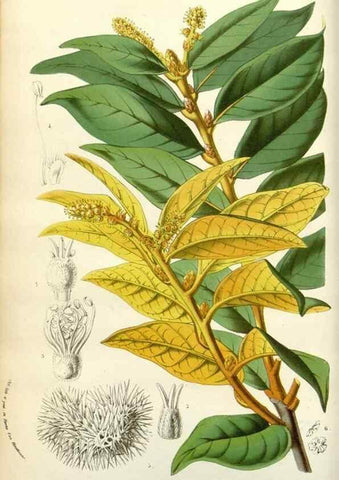 Reproducción/Reproduction 49584811737: Flore des serres et des jardins de l'Europe. A Gand :chez Louis van Houtte, eÌditeur,1845-1880.. 