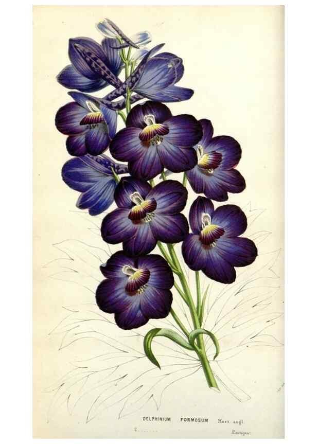 Reproducción/Reproduction 49584580521: Flore des serres et des jardins de l'Europe. A Gand :chez Louis van Houtte, eÌditeur,1845-1880.. 