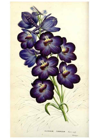 Reproducción/Reproduction 49584580521: Flore des serres et des jardins de l'Europe. A Gand :chez Louis van Houtte, eÌditeur,1845-1880.. 