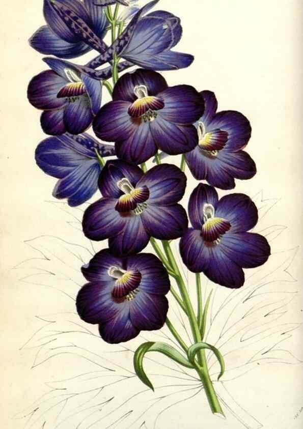Reproducción/Reproduction 49584580521: Flore des serres et des jardins de l'Europe. A Gand :chez Louis van Houtte, eÌditeur,1845-1880.. 