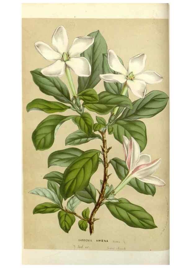 Reproducción/Reproduction 49584812452: Flore des serres et des jardins de l'Europe. A Gand :chez Louis van Houtte, eÌditeur,1845-1880.. 