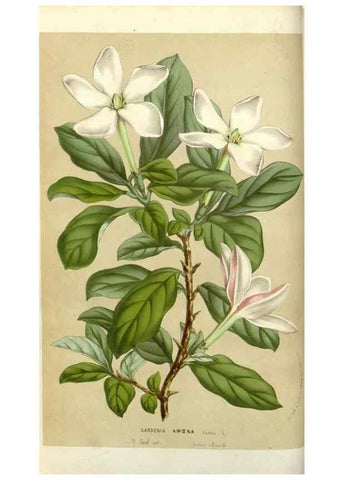 Reproducción/Reproduction 49584812452: Flore des serres et des jardins de l'Europe. A Gand :chez Louis van Houtte, eÌditeur,1845-1880.. 