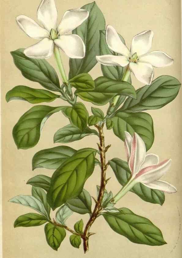 Reproducción/Reproduction 49584812452: Flore des serres et des jardins de l'Europe. A Gand :chez Louis van Houtte, eÌditeur,1845-1880.. 