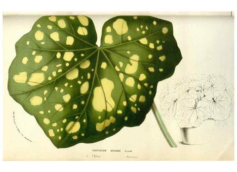 Reproducción/Reproduction 49584083203: Flore des serres et des jardins de l'Europe. A Gand :chez Louis van Houtte, eÌditeur,1845-1880.. 