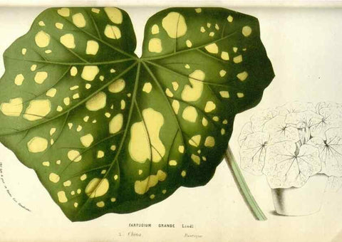 Reproducción/Reproduction 49584083203: Flore des serres et des jardins de l'Europe. A Gand :chez Louis van Houtte, eÌditeur,1845-1880.. 