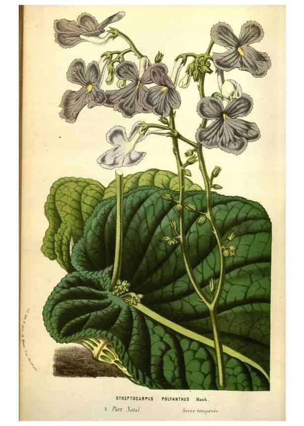 Reproducción/Reproduction 49583715688: Flore des serres et des jardins de l'Europe. A Gand :chez Louis van Houtte, eÌditeur,1845-1880.. 