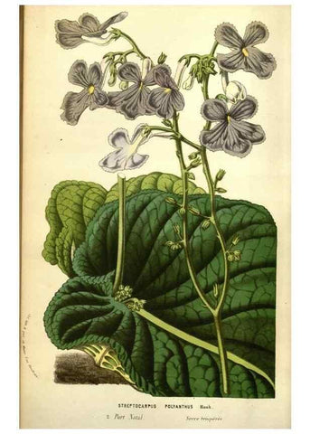 Reproducción/Reproduction 49583715688: Flore des serres et des jardins de l'Europe. A Gand :chez Louis van Houtte, eÌditeur,1845-1880.. 