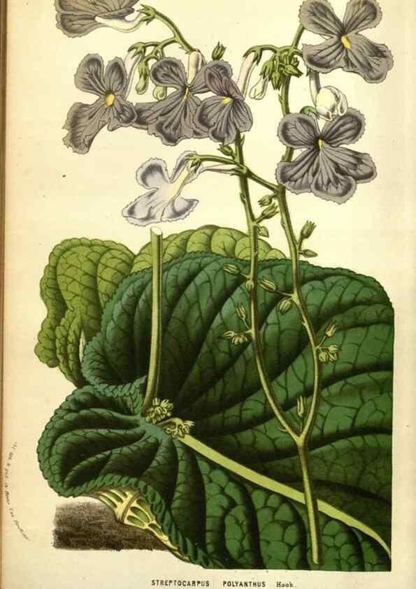 Reproducción/Reproduction 49583715688: Flore des serres et des jardins de l'Europe. A Gand :chez Louis van Houtte, eÌditeur,1845-1880.. 