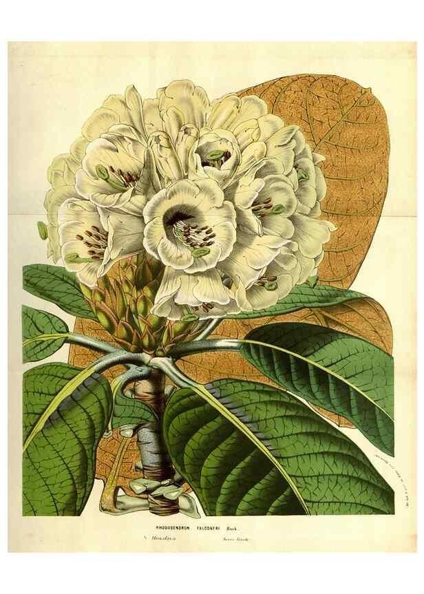 Reproducción/Reproduction 49584213111: Flore des serres et des jardins de l'Europe. A Gand :chez Louis van Houtte, eÌditeur,1845-1880.. 
