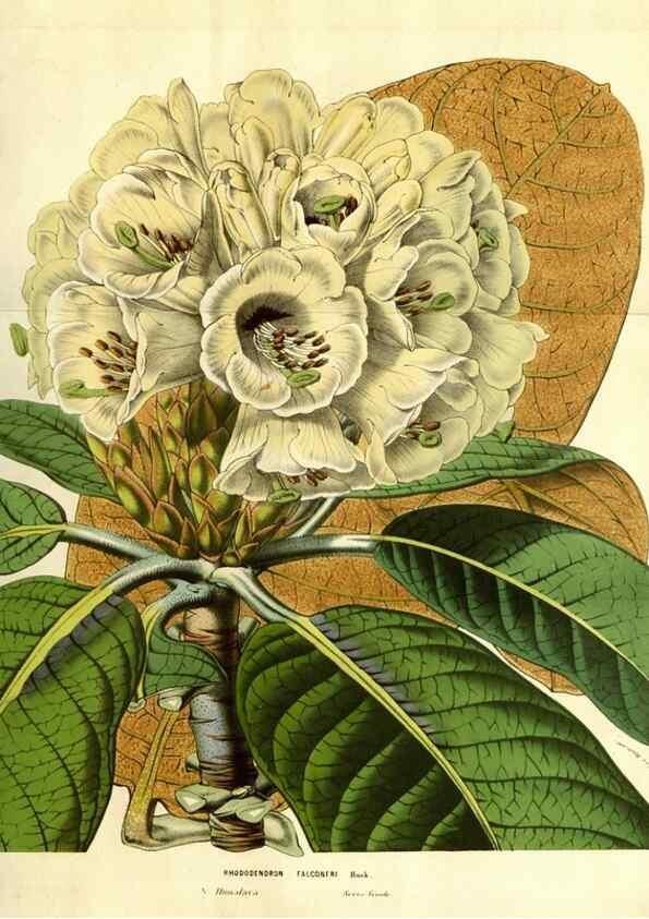 Reproducción/Reproduction 49584213111: Flore des serres et des jardins de l'Europe. A Gand :chez Louis van Houtte, eÌditeur,1845-1880.. 