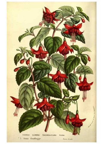 Reproducción/Reproduction 49584446962: Flore des serres et des jardins de l'Europe. A Gand :chez Louis van Houtte, eÌditeur,1845-1880.. 