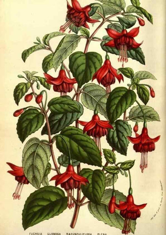Reproducción/Reproduction 49584446962: Flore des serres et des jardins de l'Europe. A Gand :chez Louis van Houtte, eÌditeur,1845-1880.. 