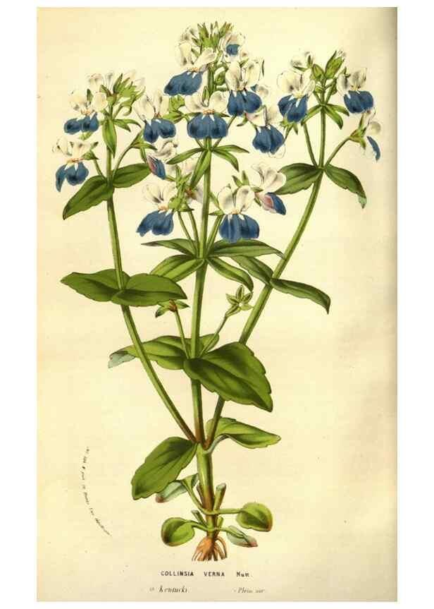 Reproducción/Reproduction 49584212456: Flore des serres et des jardins de l'Europe. A Gand :chez Louis van Houtte, eÌditeur,1845-1880.. 