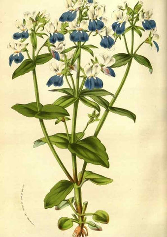 Reproducción/Reproduction 49584212456: Flore des serres et des jardins de l'Europe. A Gand :chez Louis van Houtte, eÌditeur,1845-1880.. 