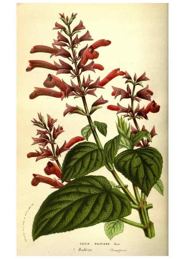 Reproducción/Reproduction 49584206751: Flore des serres et des jardins de l'Europe. A Gand :chez Louis van Houtte, eÌditeur,1845-1880.. 